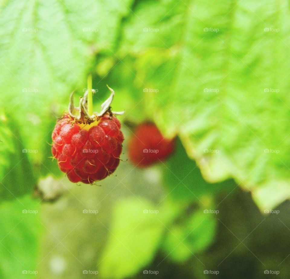 Wild raspberry 