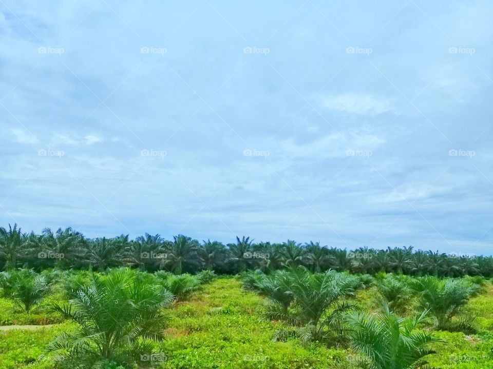 View oil palm plantation on kalimantan Indonesia