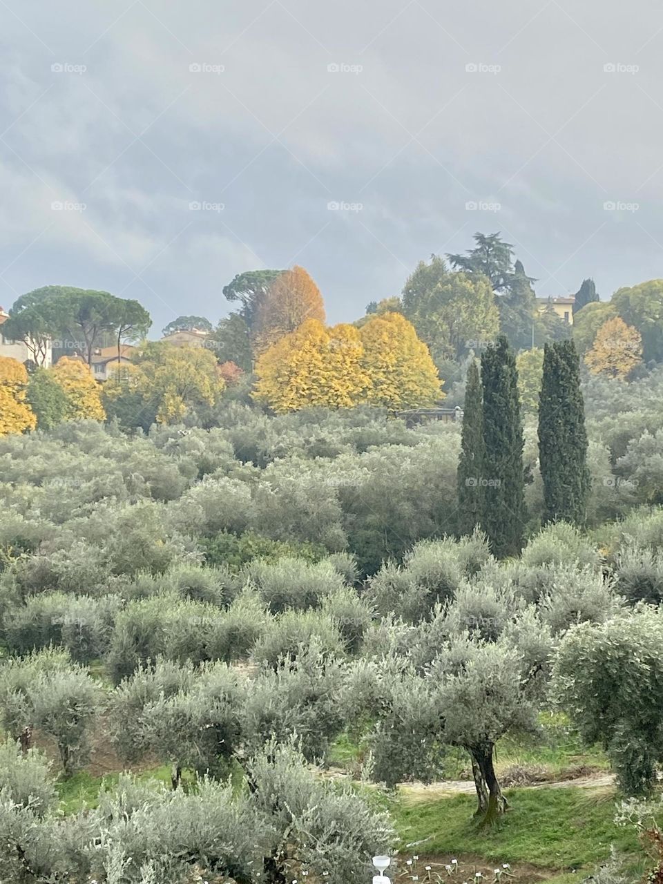 Giardino dell’Iris 