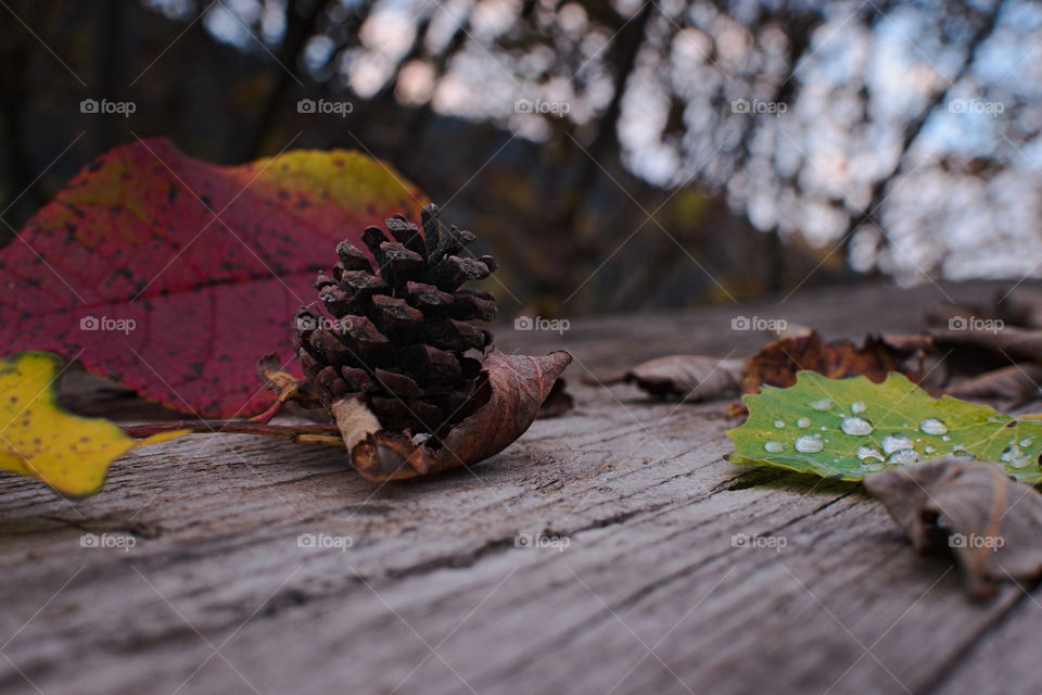Colorful leaves and a pine cone on a wooden board