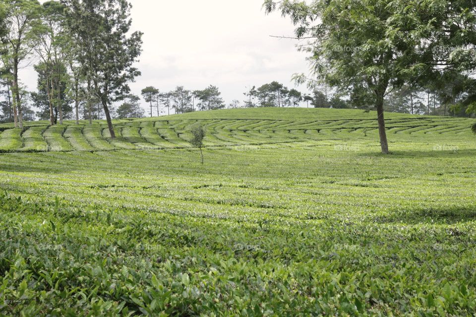 tea plantation