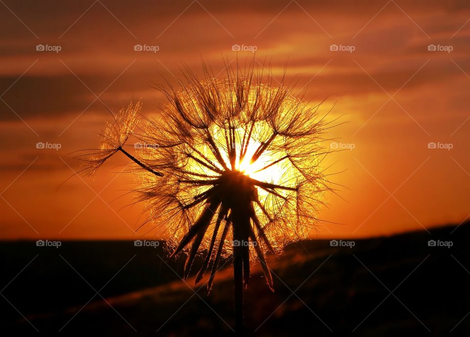 Dandelion sunset