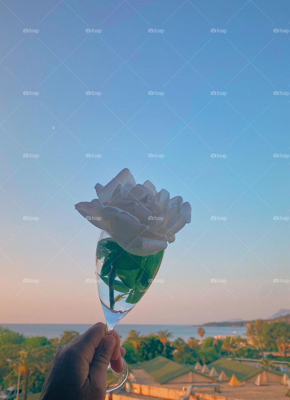 Flower 