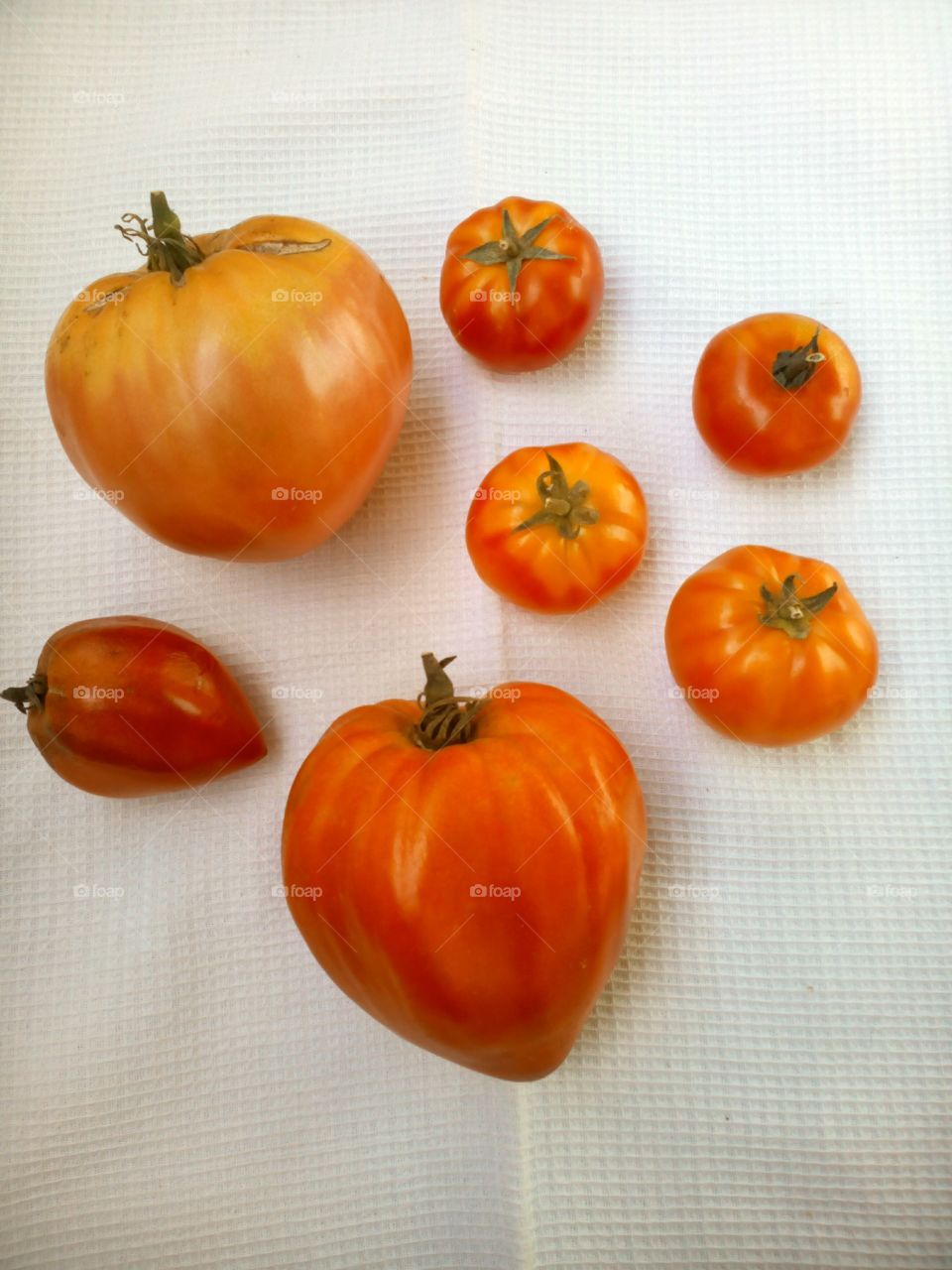 fresh tomatoes harvest