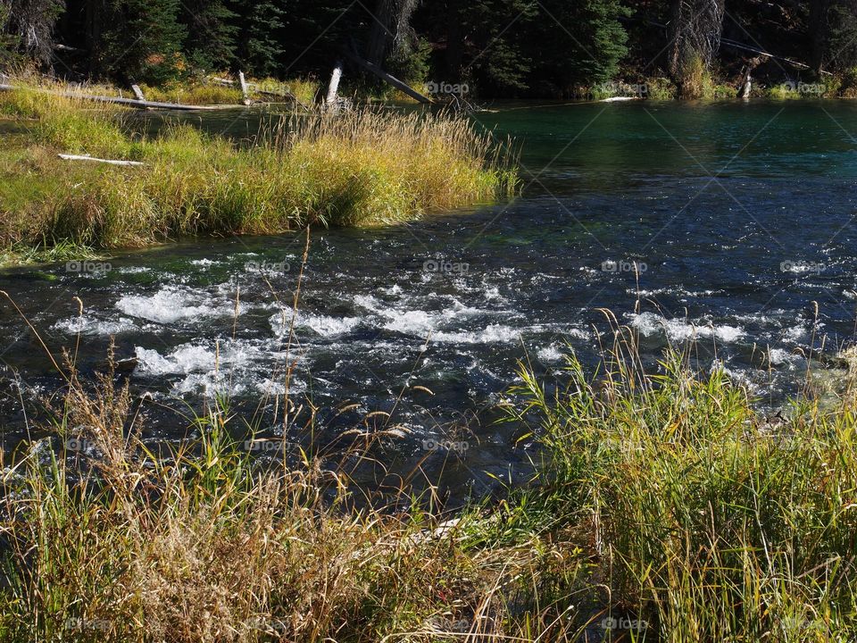 Oregon’s beautiful Deschutes River at Blue Hole near its headwaters in the forest with the wild grasses on its banks in splendid fall colors of yellow, red, and orange on a sunny autumn day.