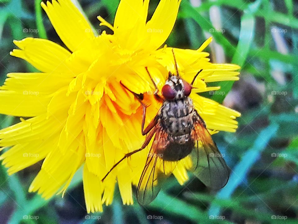 fly on the yellow flower