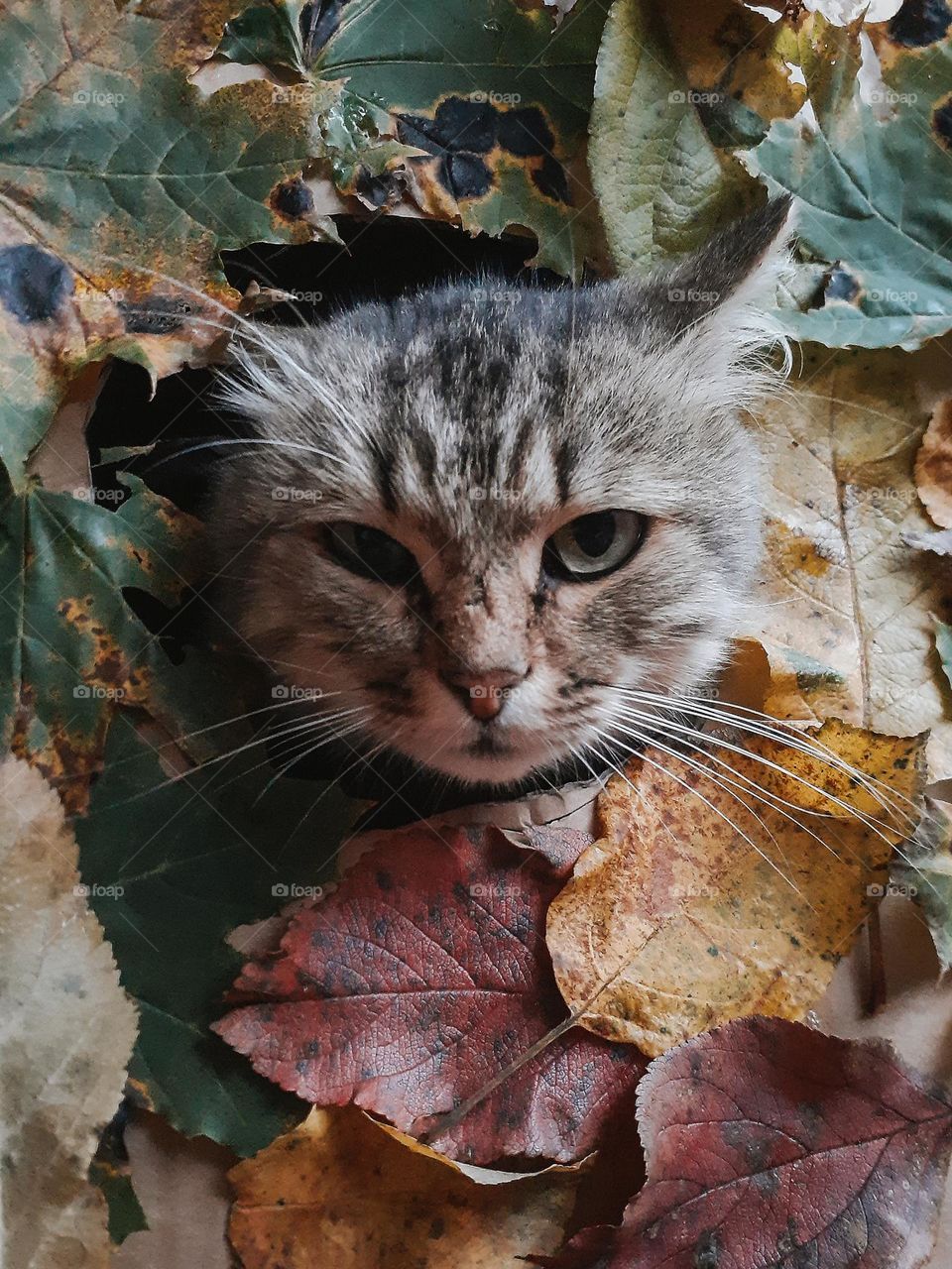 Autumn cat's portrait