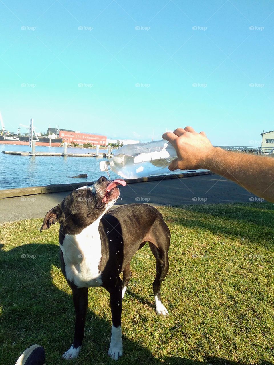 A hot summer day and pup was hot and thirsty at the waterfront. She learned to drink from water bottles.