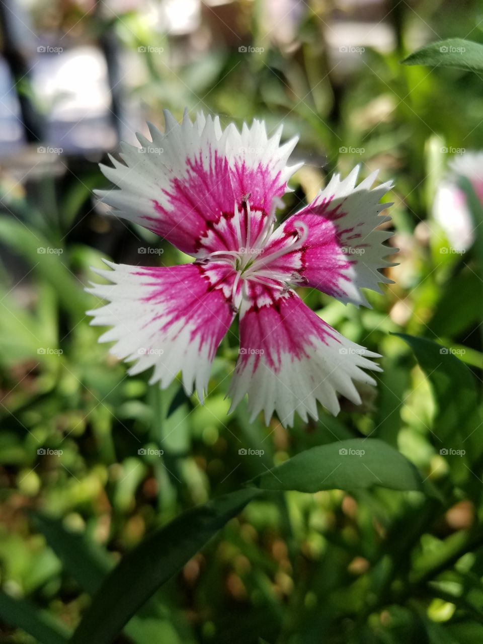 beautiful pink and white flower