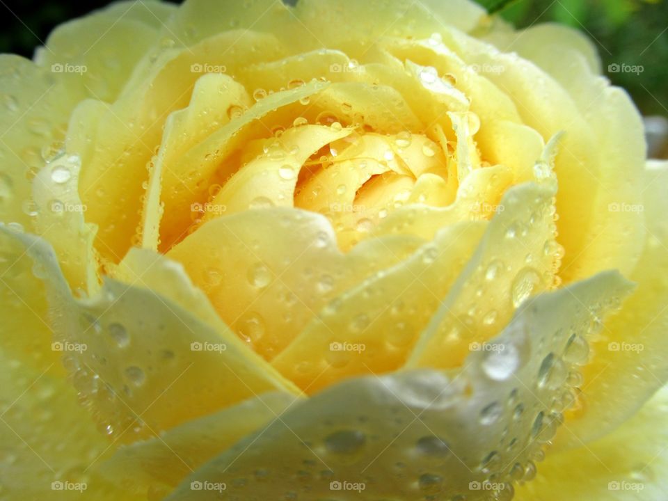 close up of a lemon rose with raindrops on its petals