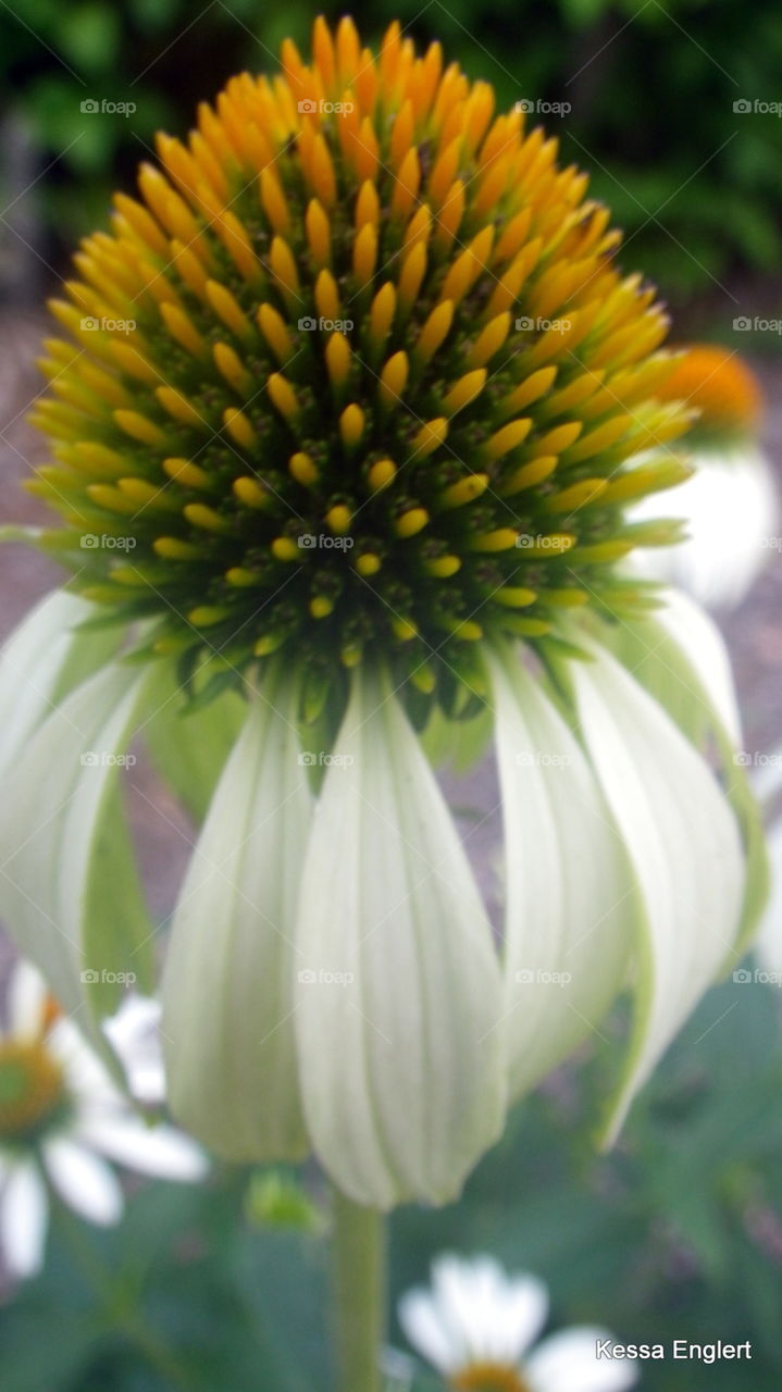 Cone Flower in Early Spring