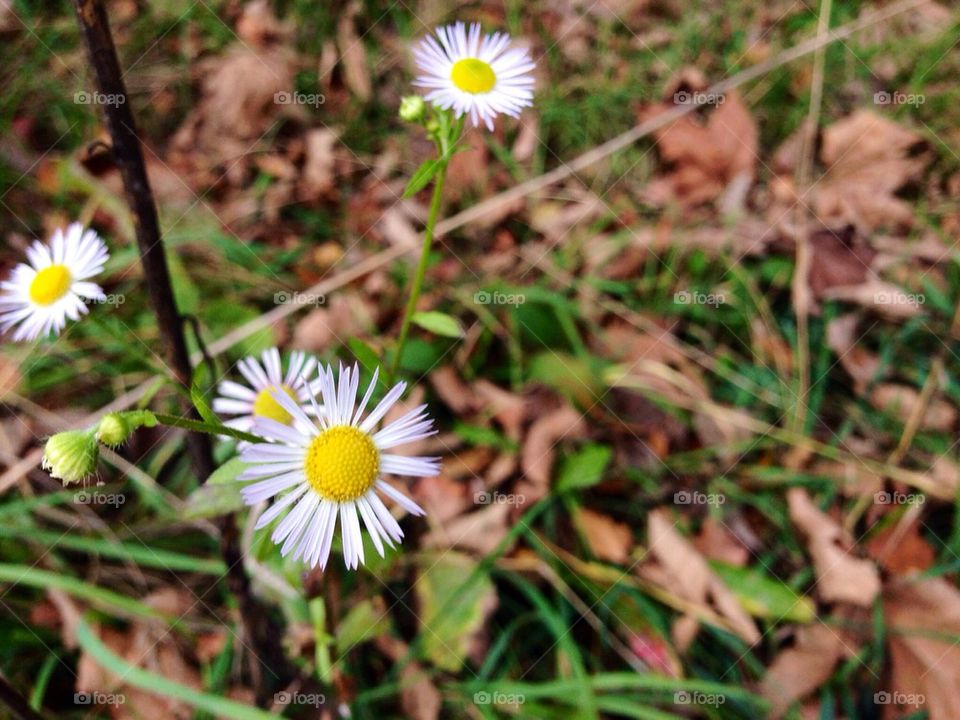 Daisies