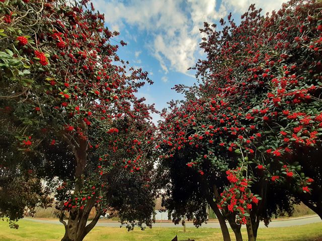 Holly trees.December