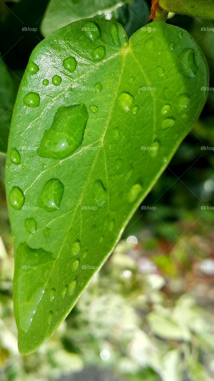 Close-up of water drop on heart shape leaf