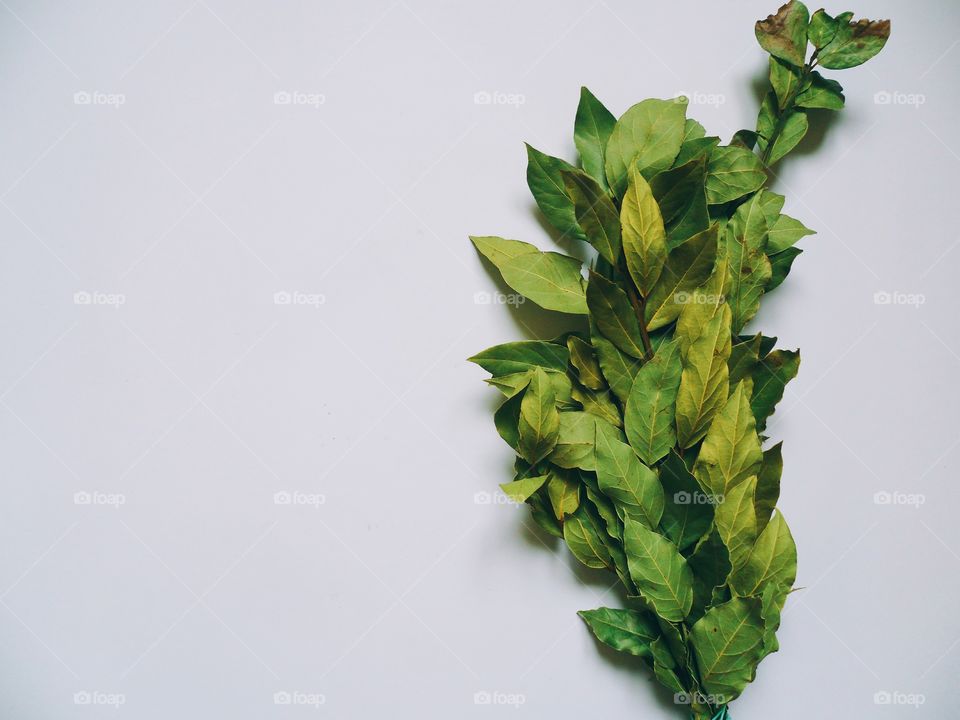 Green bouquet of laurel leaves on white background