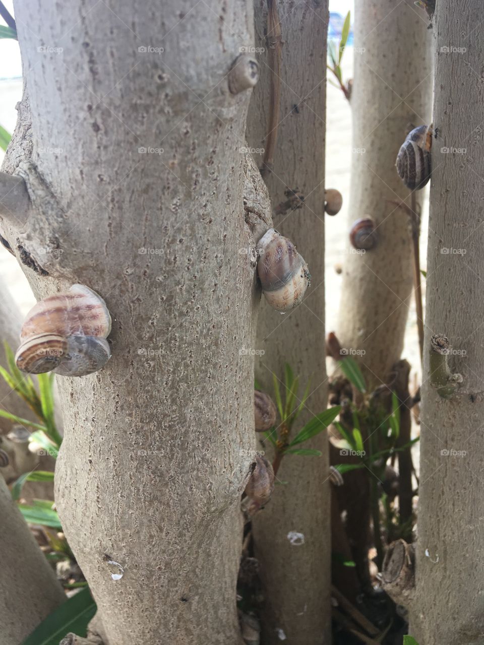 snails, wildlife, slowness, kindness, real life