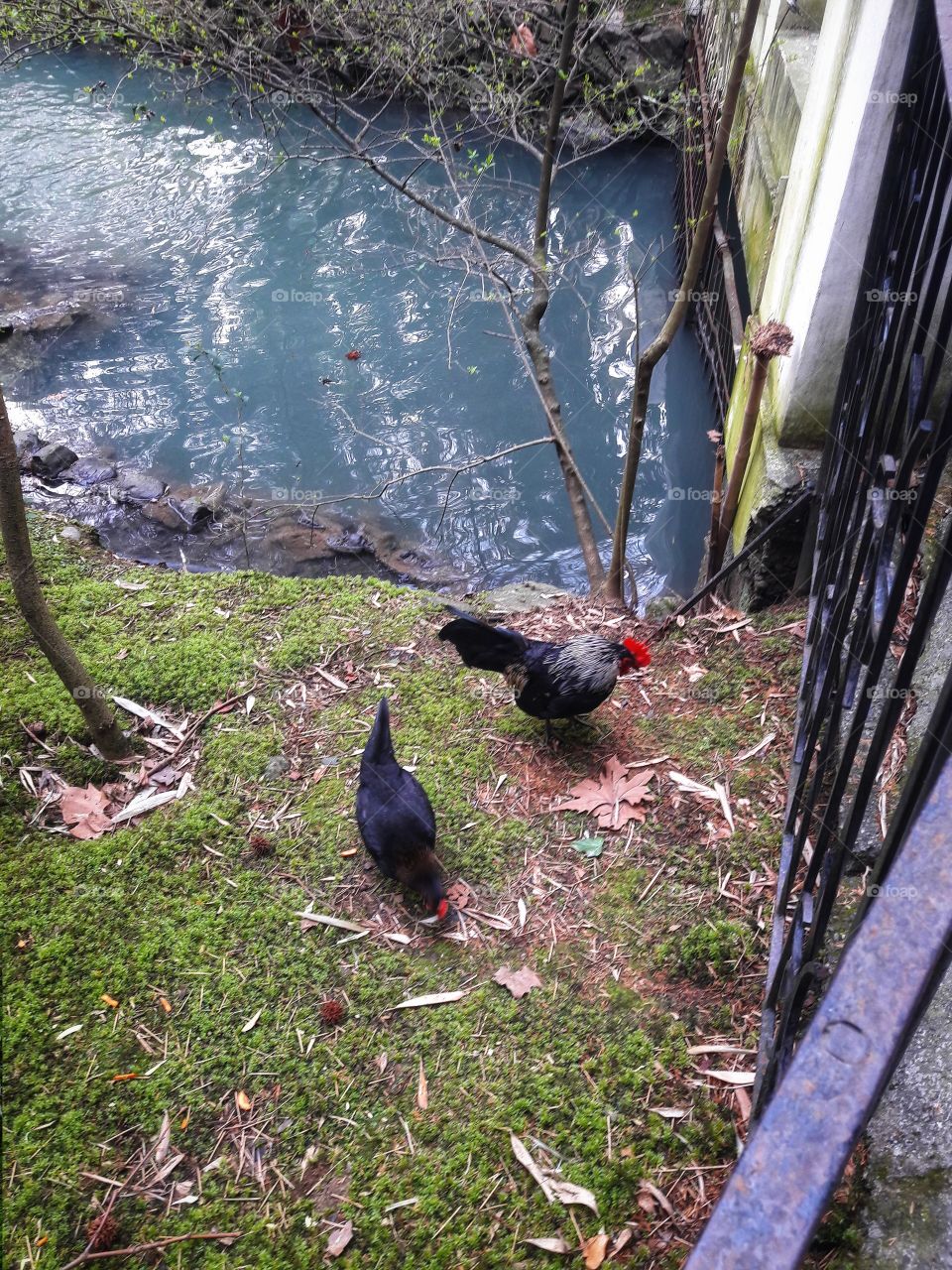 Spring flowers wild nature greens outdoor plant flower beauty