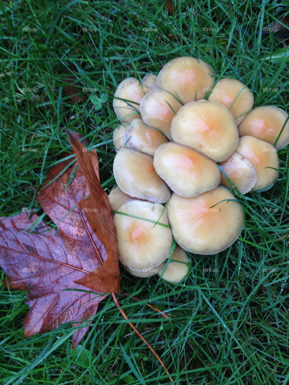 mushroom cluster in the rain
