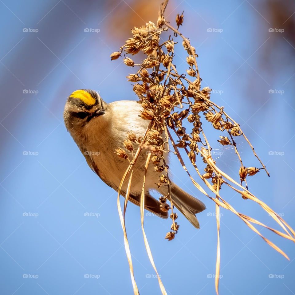 A golden-crowned kinglet feasting on insect within the sourwood seeds. Raleigh, North Carolina. 