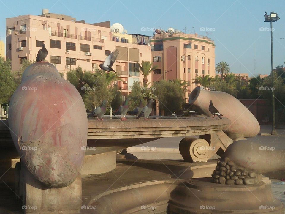 Beautiful pigeons on fountain