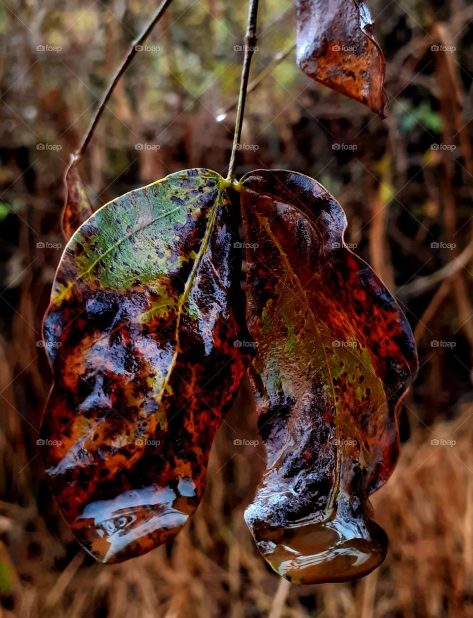 folhas secas na chuva