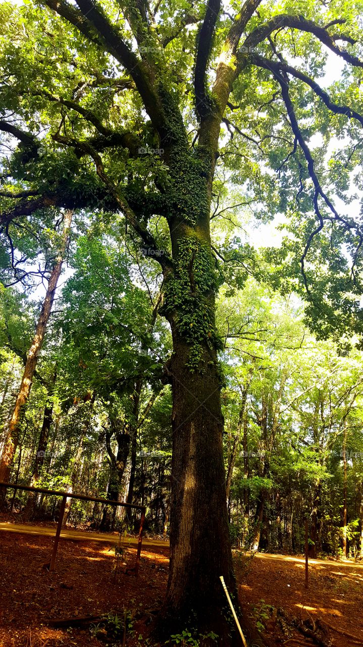 Tall oak tree full of moss and wild ferns.