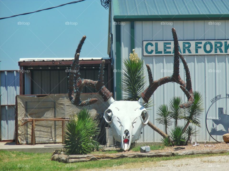 huge deer skull 💀. This is a picture of a skull 💀 that is on display at a place that cures deer meat 🍖