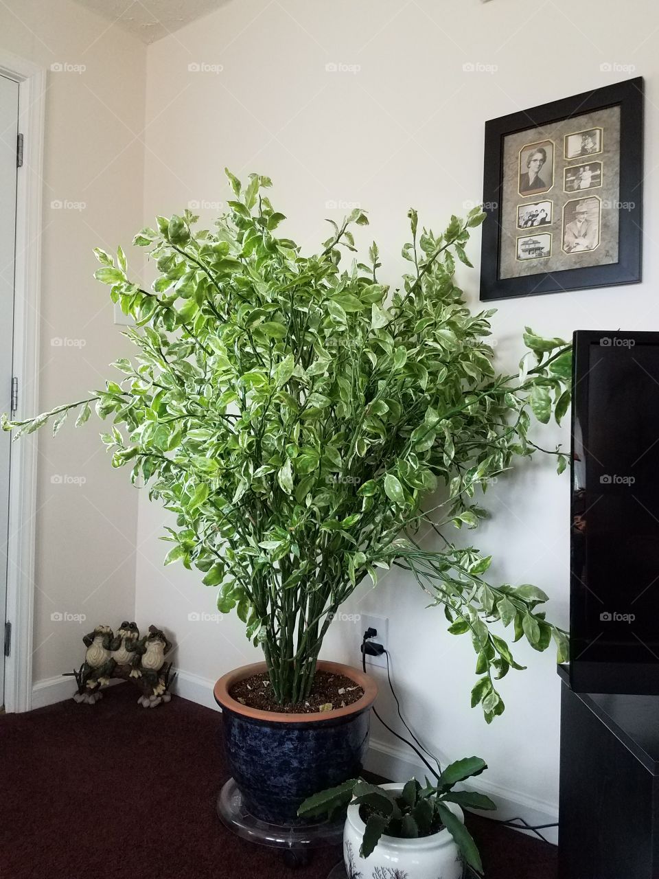 House plants in pots