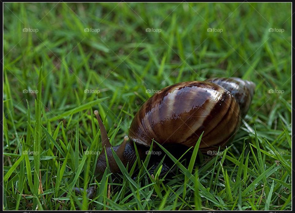 snail