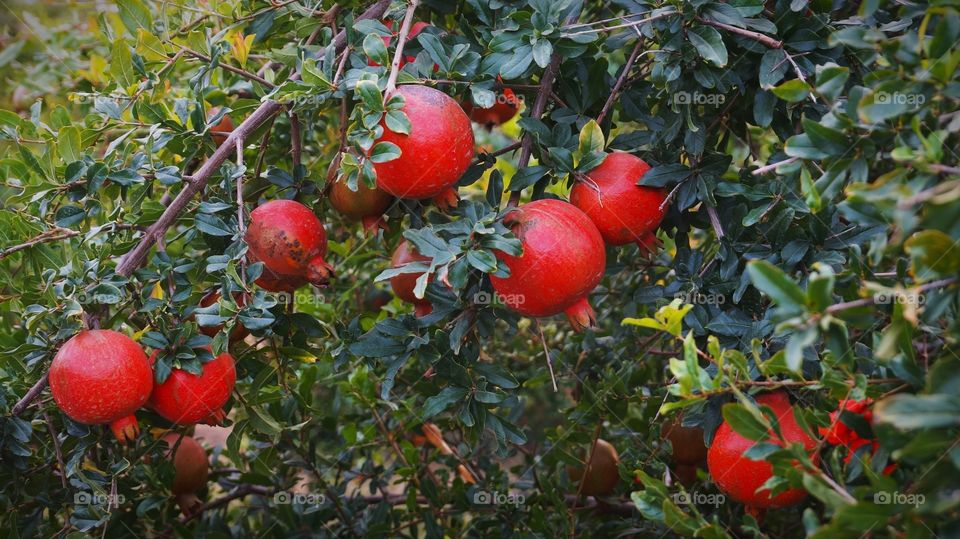 Pomogranate fruits tree close up shot on Camera