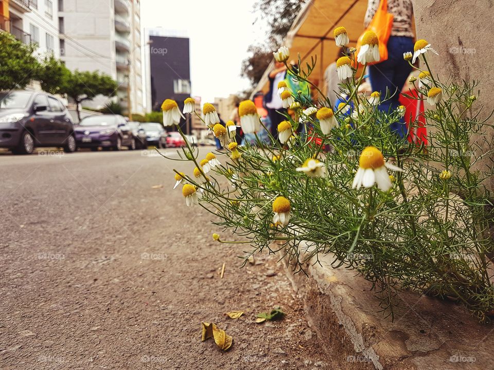 Nature always finds a way to grow even in concret.