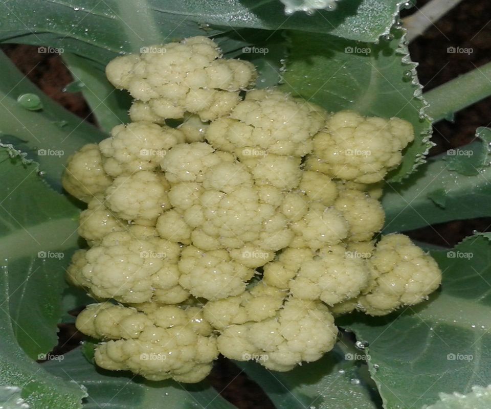 Cauliflower vegetable available image