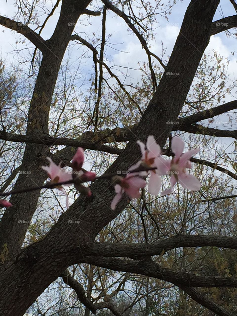 Pink, peach blossoms blooming amongst tree branches and sky announcing  spring. 
