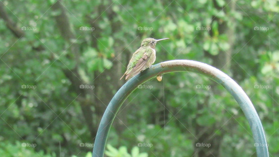 Hummingbird waiting for her friend
