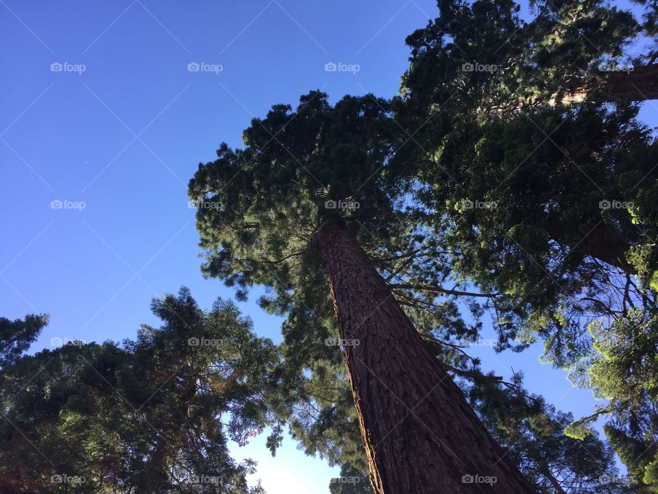 Giant Redwoods, Balch Park California 