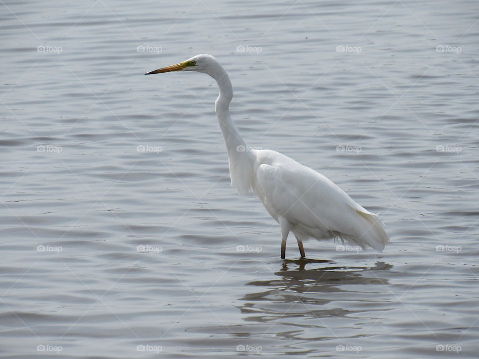 Egret