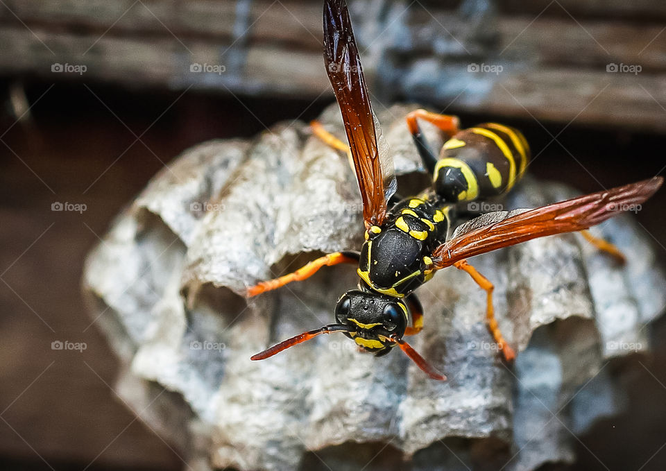 Wasp got out of her hive and getting ready to take off