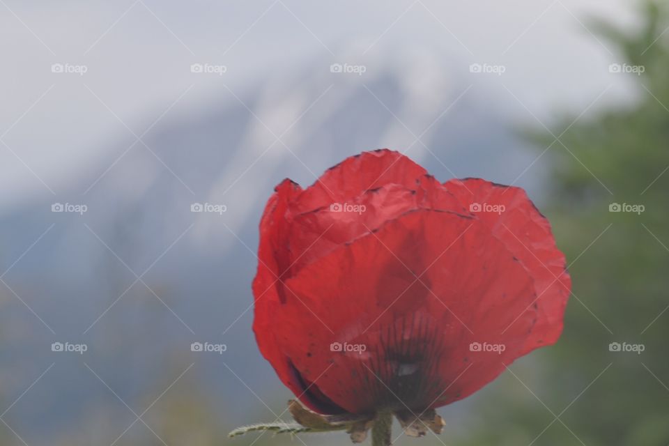 Red poppy 