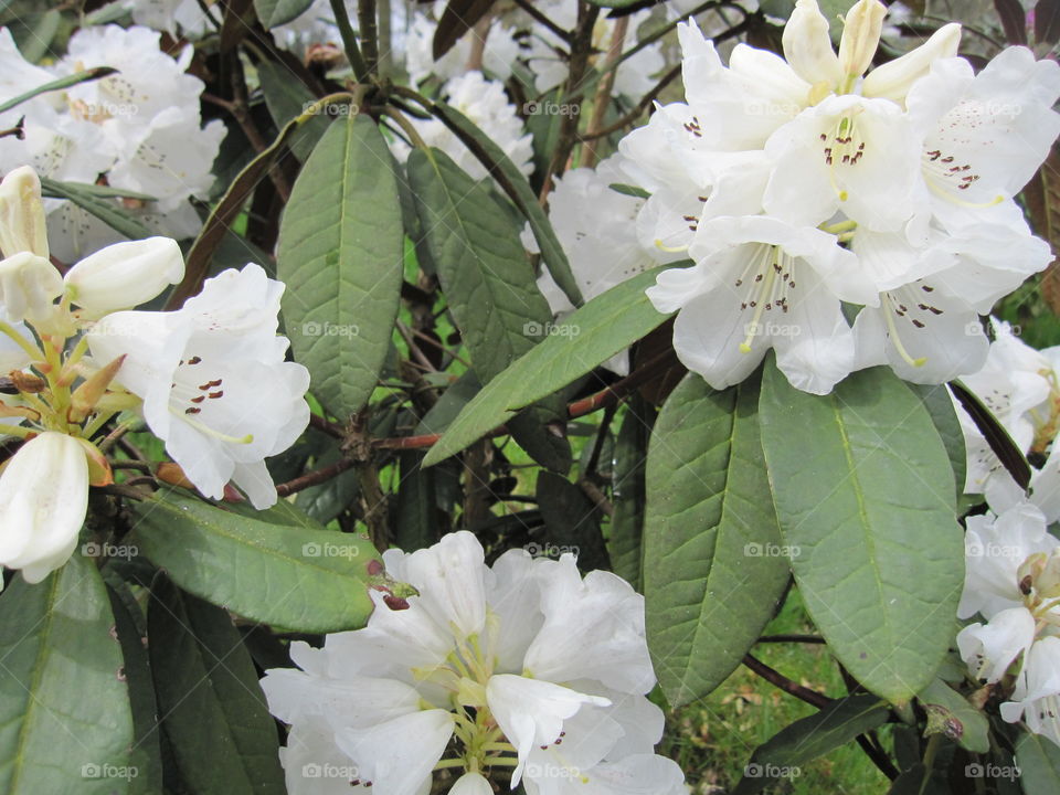 Flower, Nature, Leaf, Flora, Garden