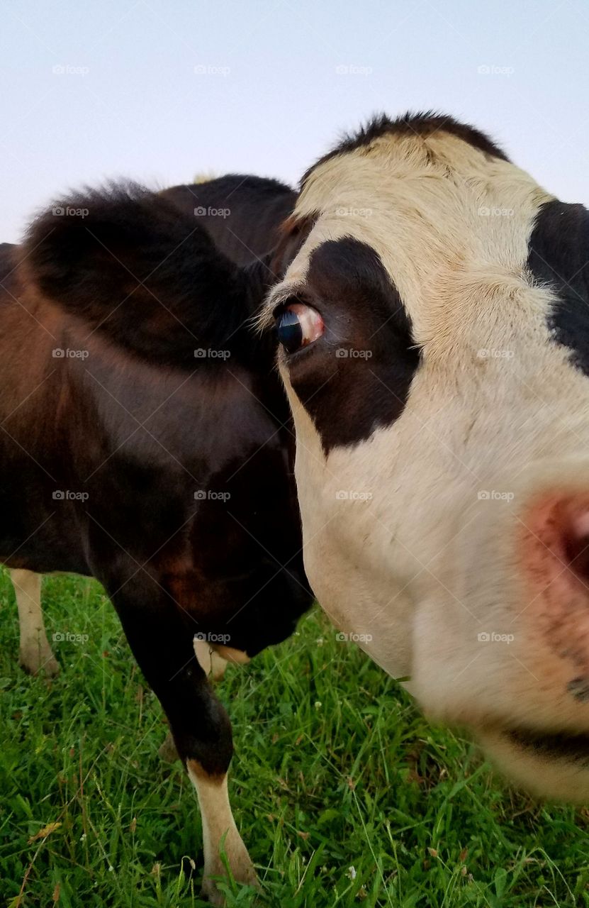 Mammal, Cow, Cattle, Farm, Livestock