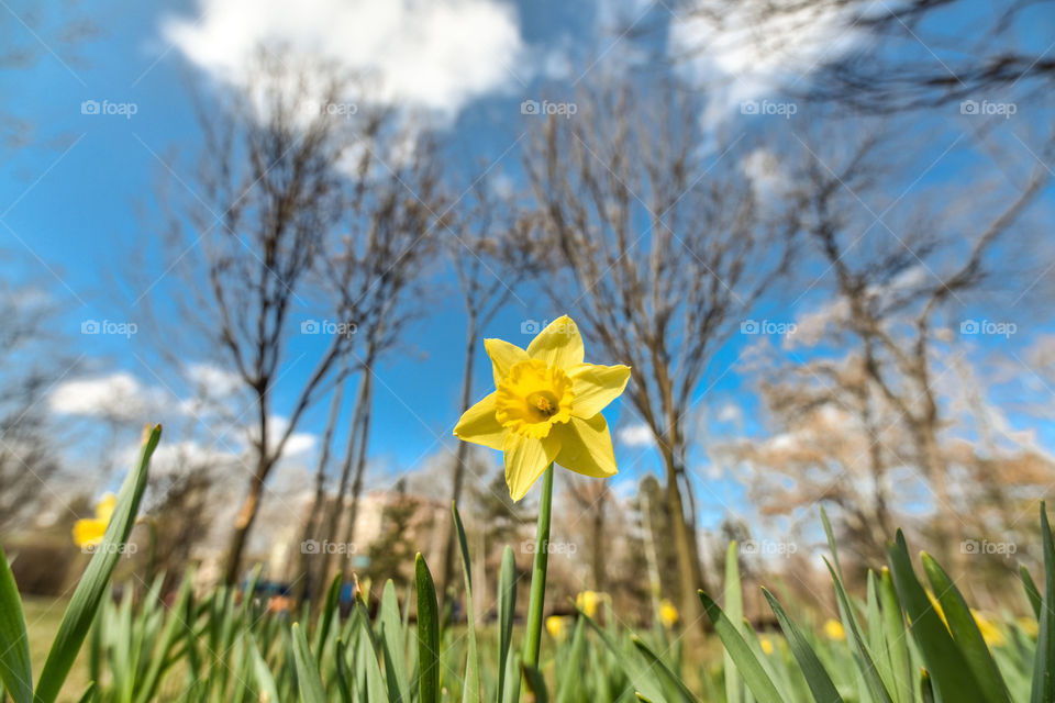 Nature, Flower, Daffodil, Season, No Person