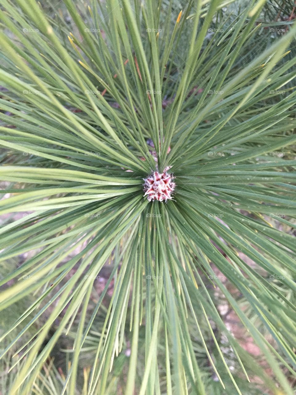 pineedles