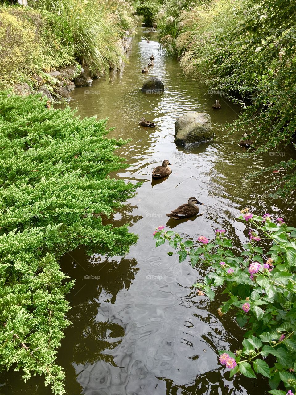 duck/nature