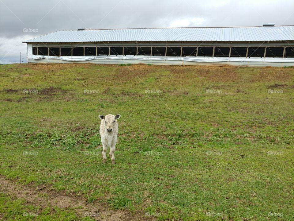 Lone white cow in a field on an overcast day, very curious about the camera.