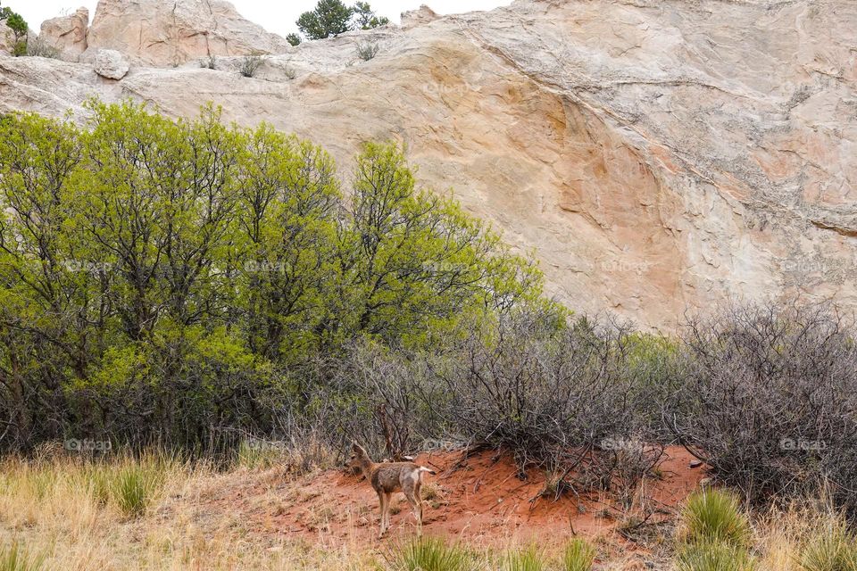 A mule deer stands in an open space near a rock wall and a tree line