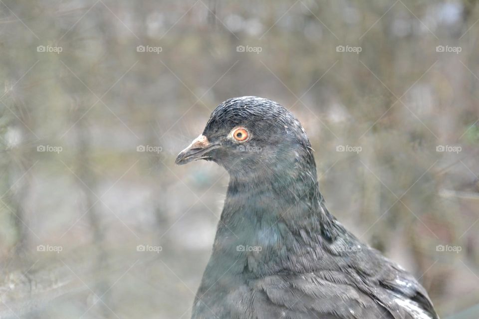 bird dove portrait