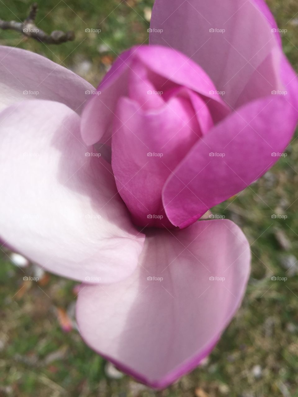 A closeup of a large pink blossom on a tree.