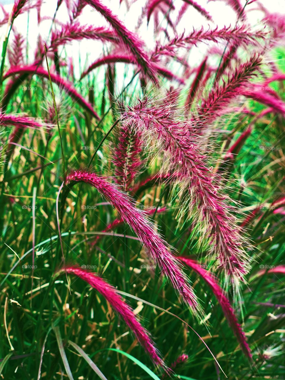 Purple Wild Grasses In The Field, Colorful Grass In California, Fields In California, Closeup Of Grass, Purple In Nature, Details Of Nature 