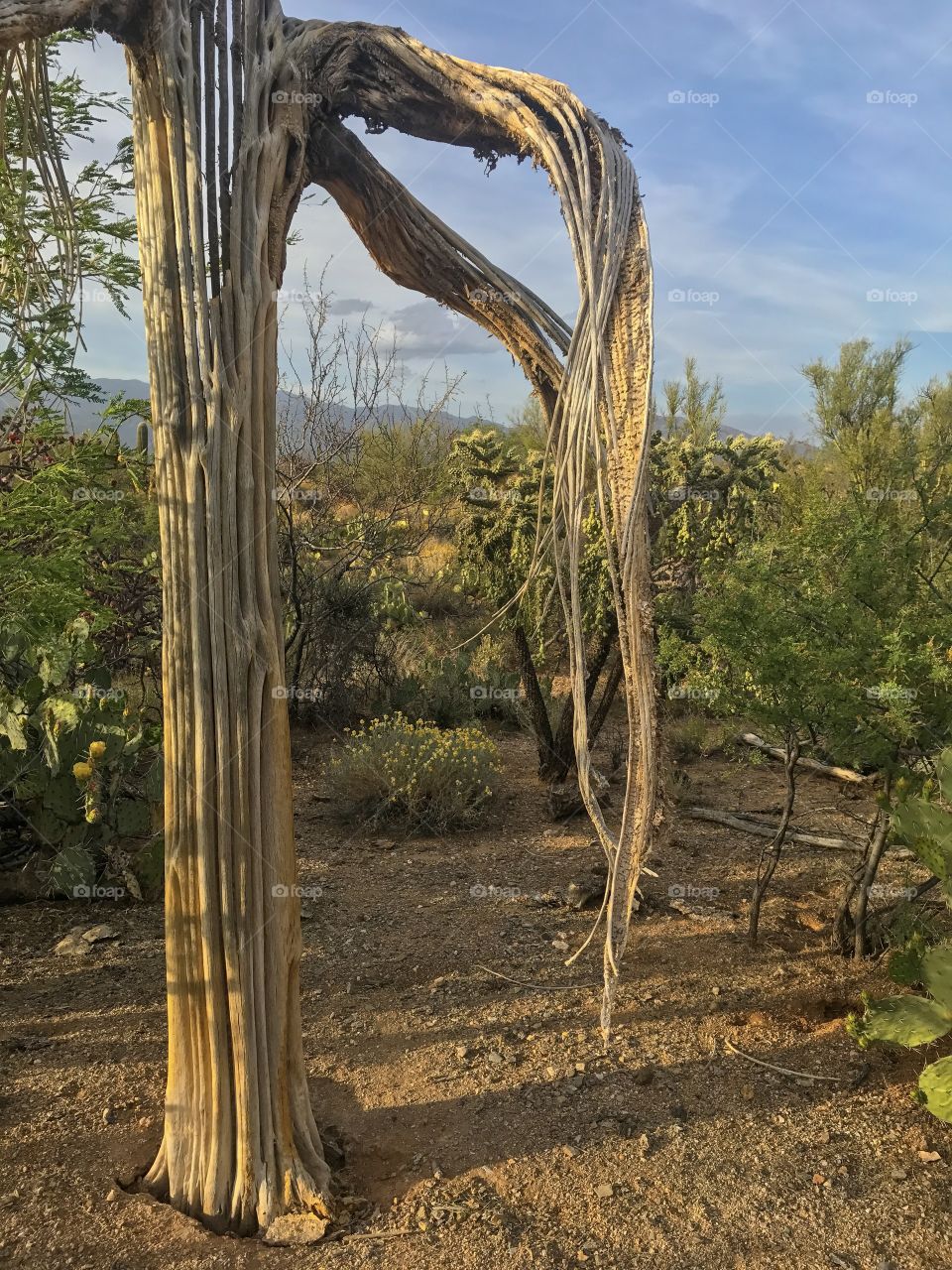 Desert Landscape 