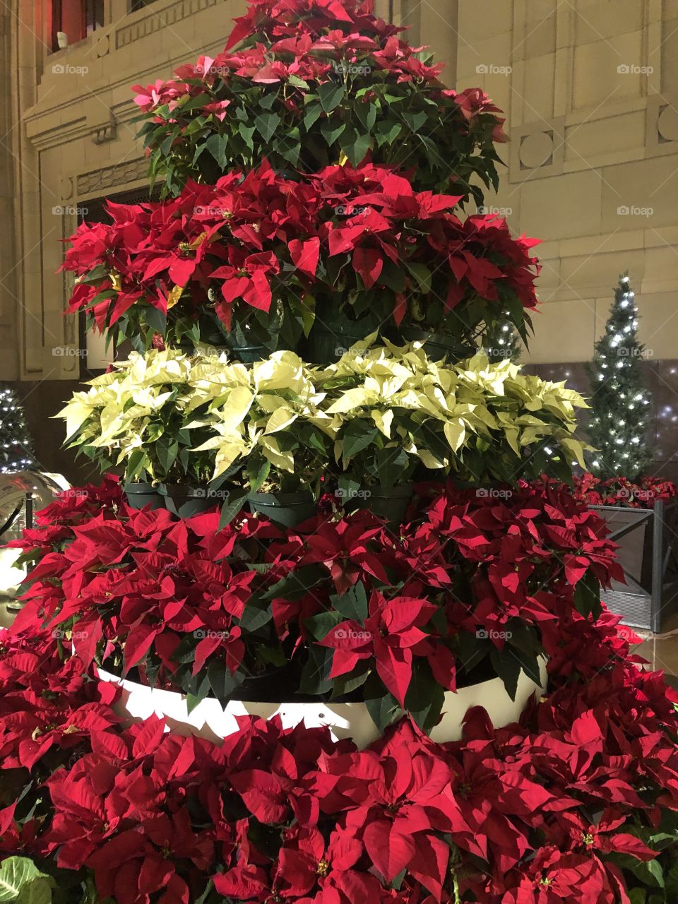 Poinsettias 